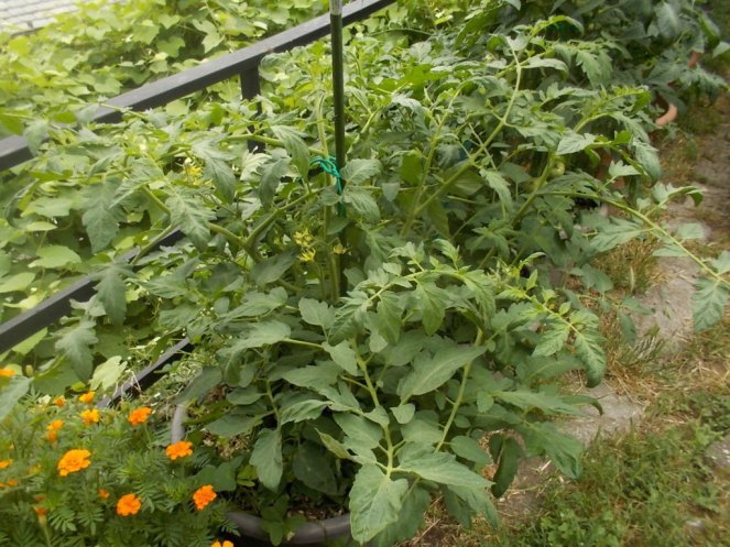 DSCN2367 (FILEminimizer)