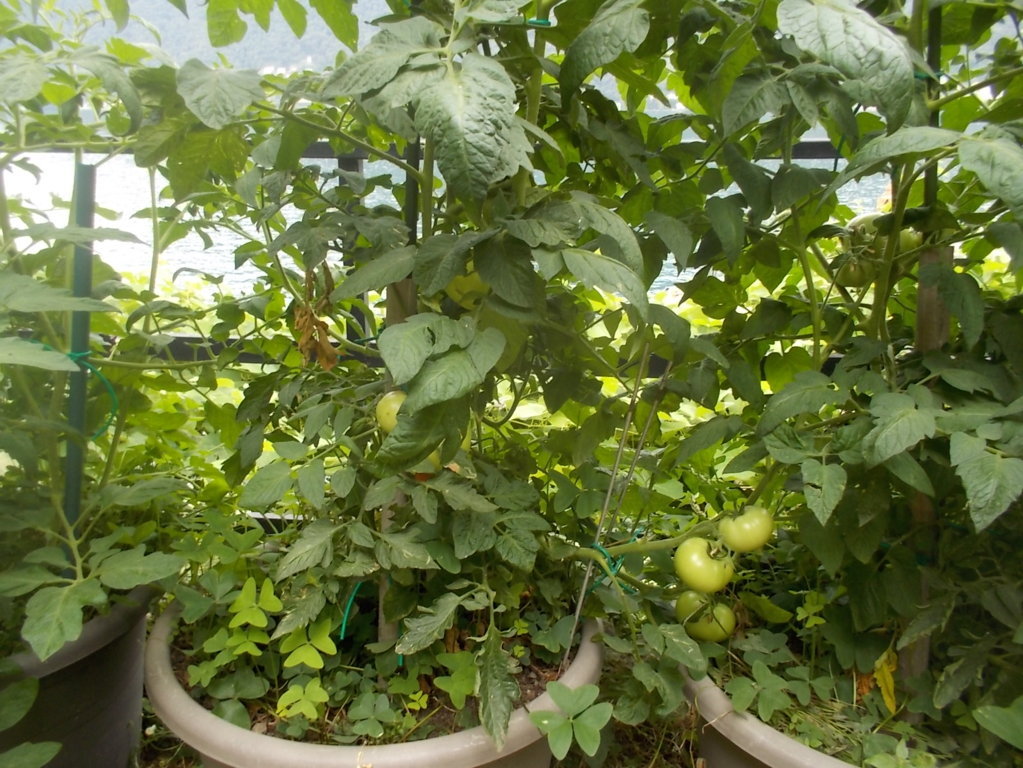 DSCN2368 (FILEminimizer)