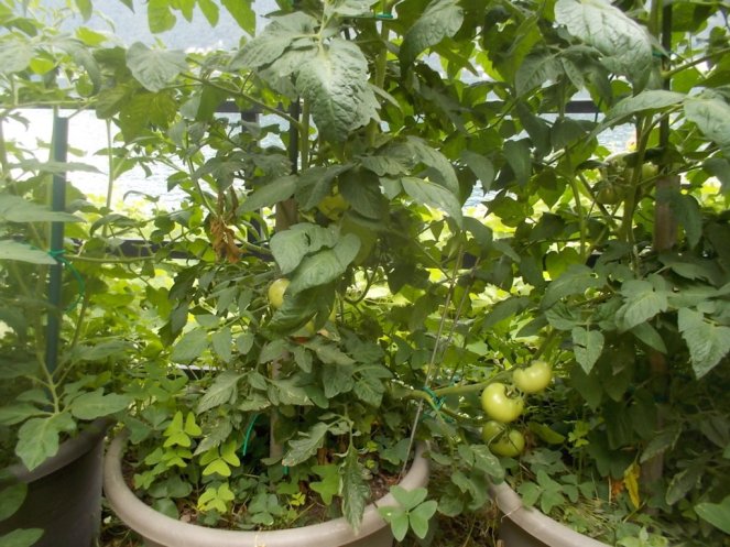 DSCN2368 (FILEminimizer)