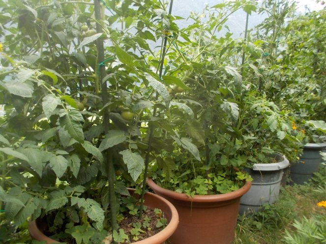 DSCN2369 (FILEminimizer)