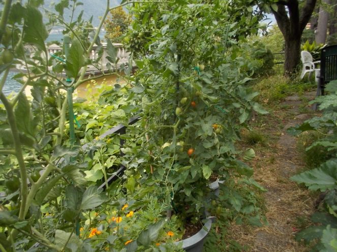 DSCN2370 (FILEminimizer)