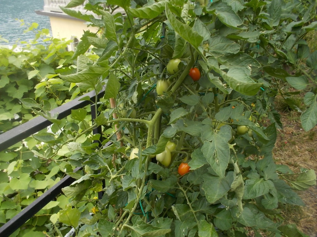 DSCN2371 (FILEminimizer)