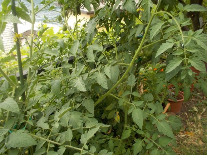 DSCN2372 (FILEminimizer)