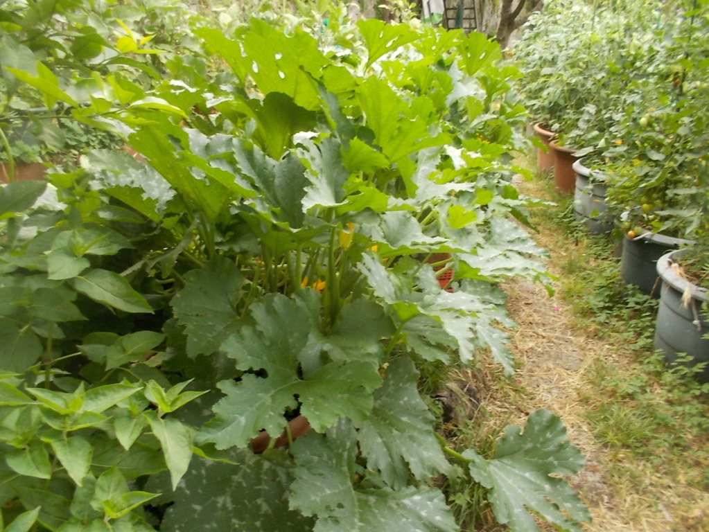 DSCN2374 (FILEminimizer)