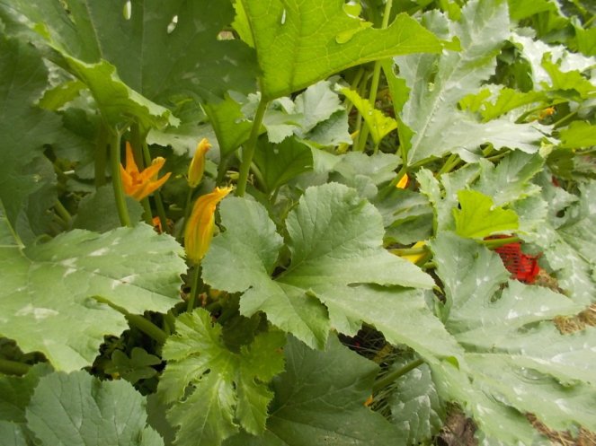 DSCN2375 (FILEminimizer)