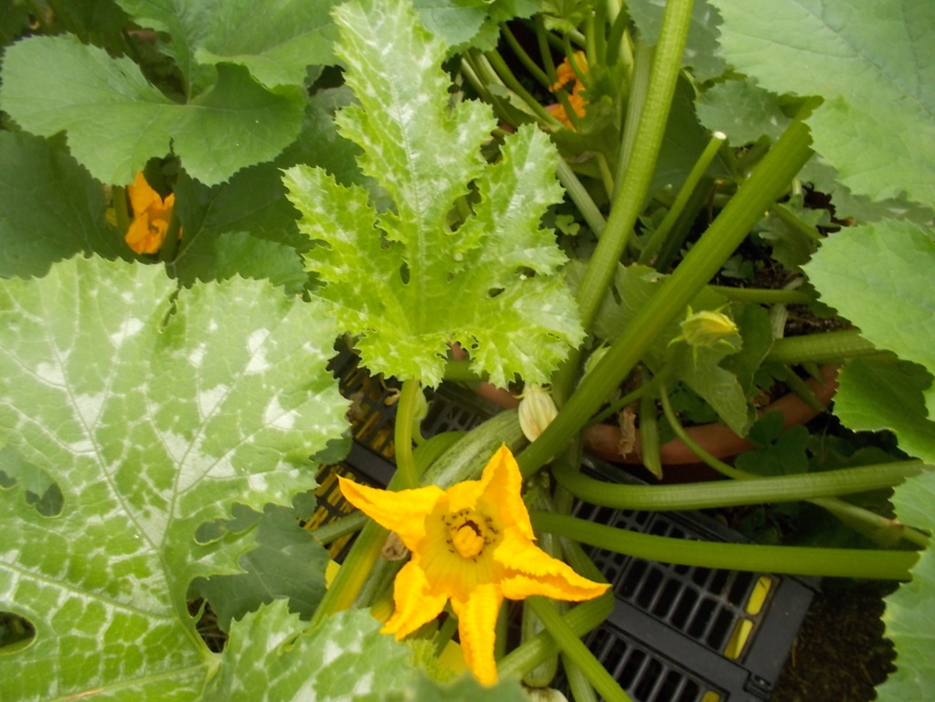 DSCN2376 (FILEminimizer)