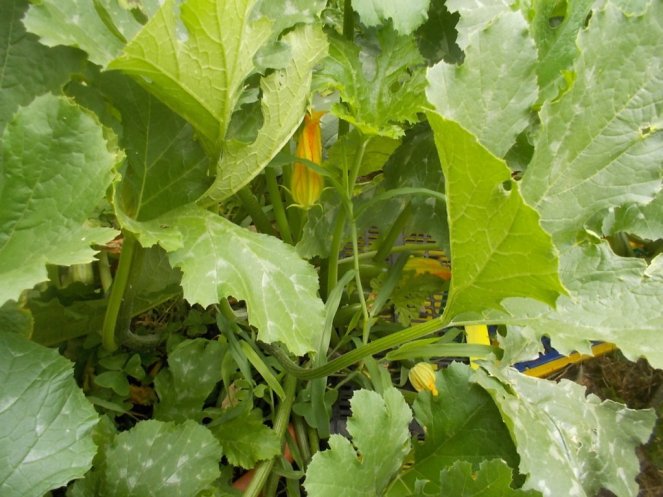 DSCN2377 (FILEminimizer)