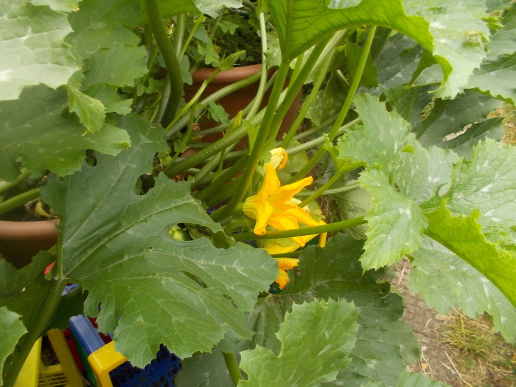 DSCN2378 (FILEminimizer)