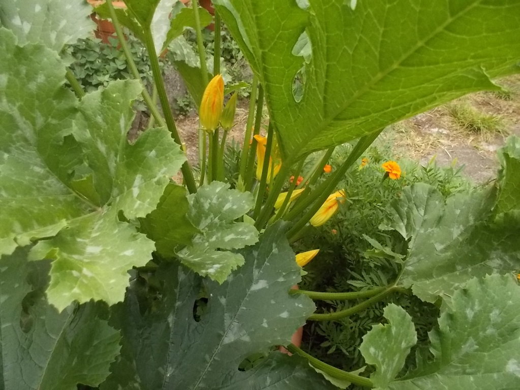 DSCN2379 (FILEminimizer)