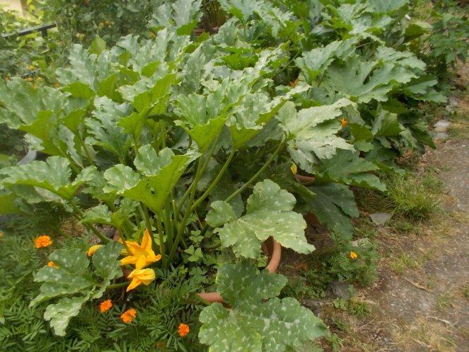 DSCN2380 (FILEminimizer)