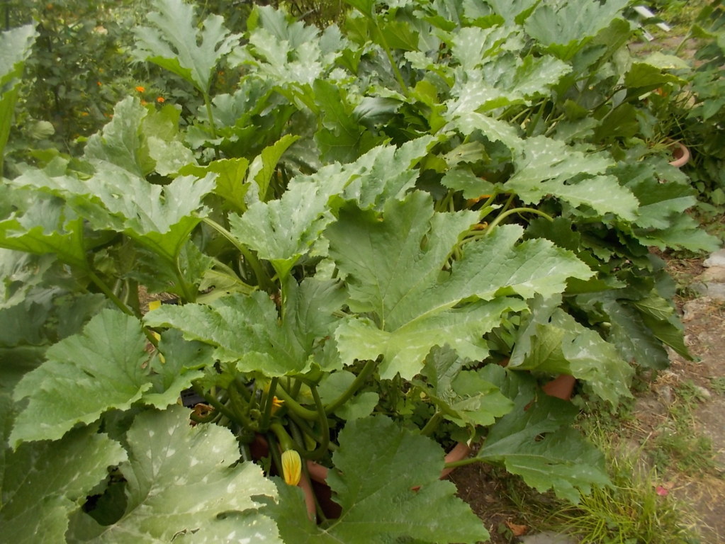 DSCN2381 (FILEminimizer)