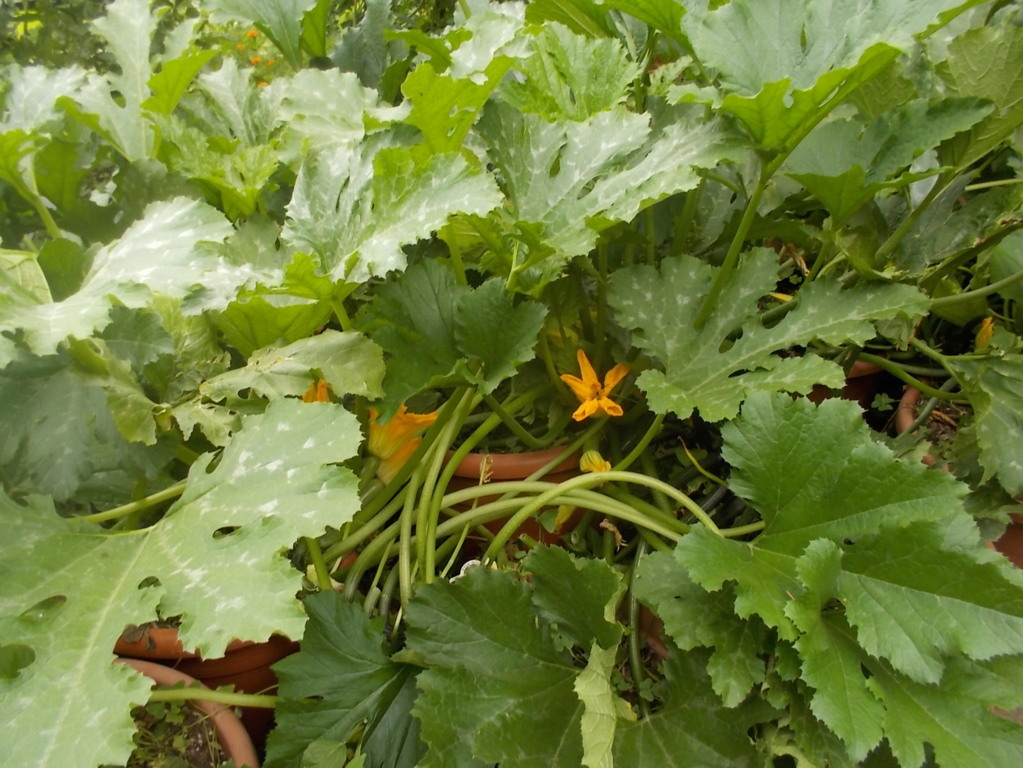 DSCN2382 (FILEminimizer)