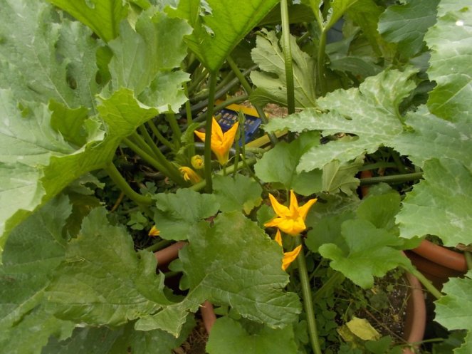 DSCN2383 (FILEminimizer)