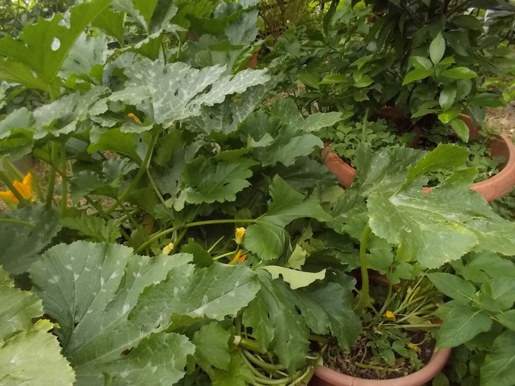 DSCN2384 (FILEminimizer)