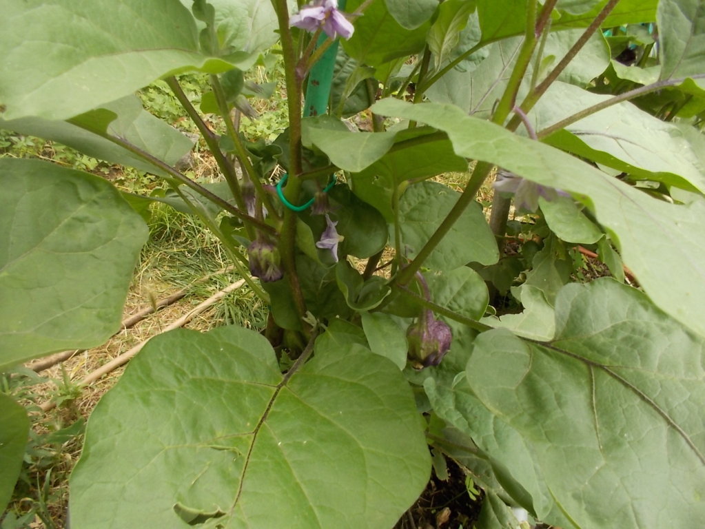 DSCN2389 (FILEminimizer)