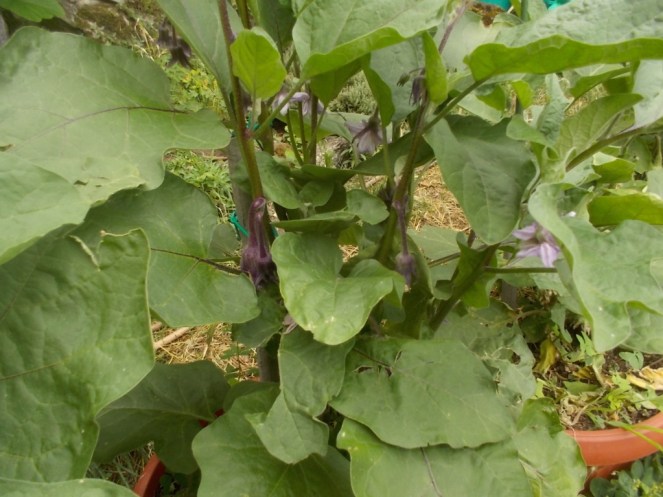 DSCN2390 (FILEminimizer)