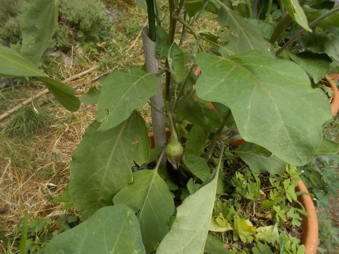 DSCN2391 (FILEminimizer)