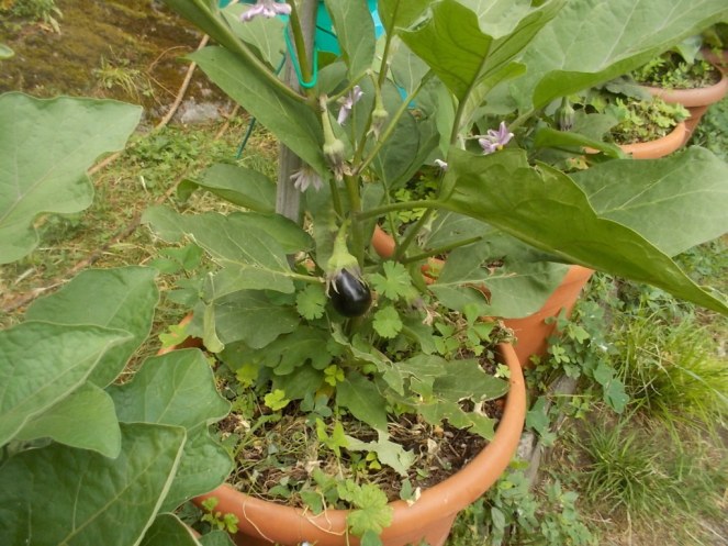 DSCN2392 (FILEminimizer)