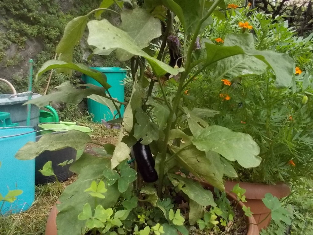 DSCN2394 (FILEminimizer)