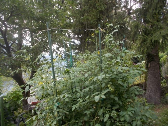 DSCN2397 (FILEminimizer)