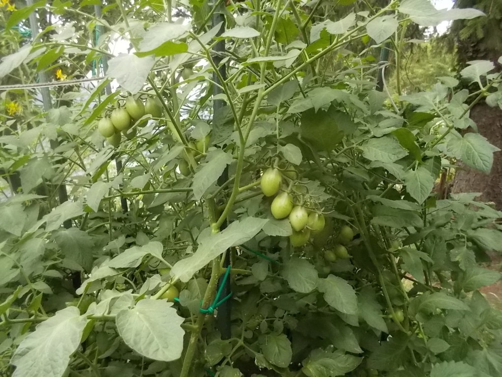 DSCN2398 (FILEminimizer)