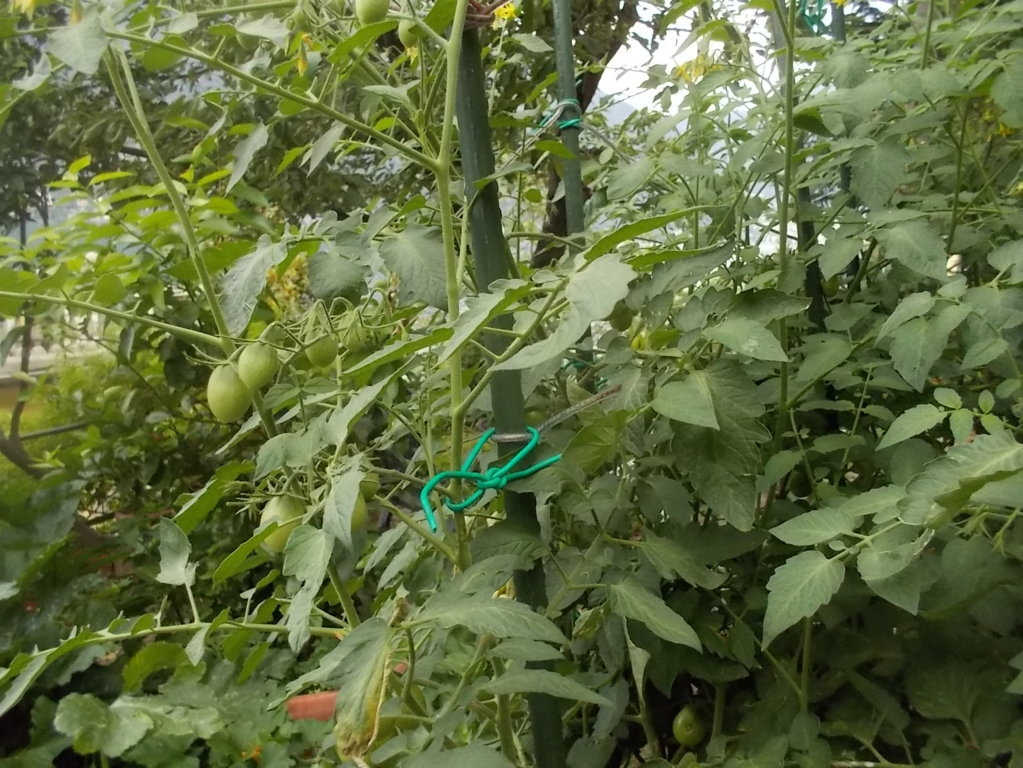 DSCN2399 (FILEminimizer)