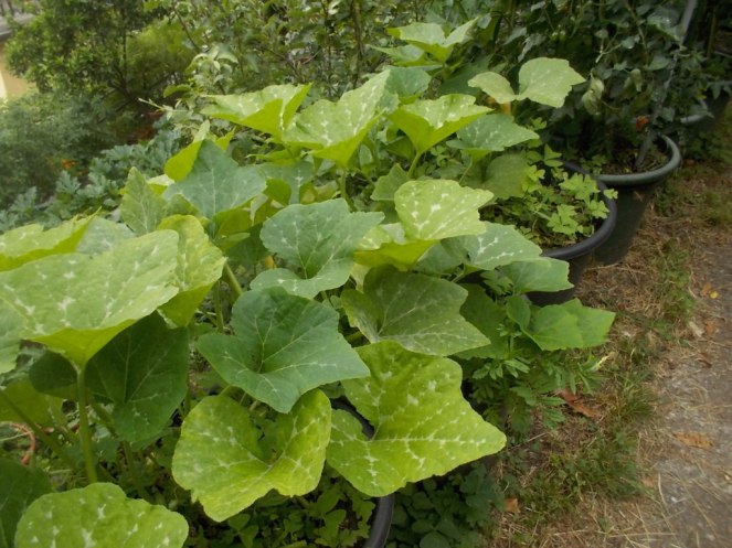 DSCN2405 (FILEminimizer)