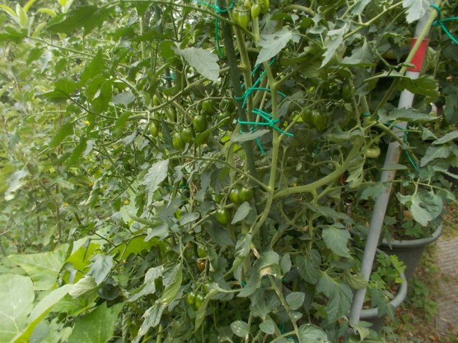 DSCN2407 (FILEminimizer)