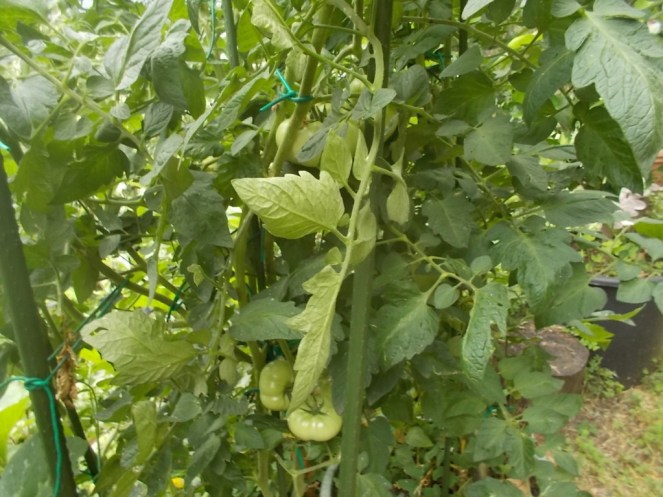 DSCN2408 (FILEminimizer)