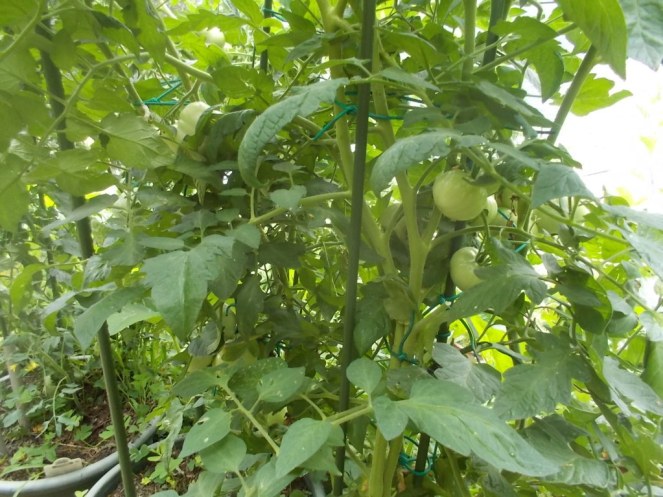 DSCN2409 (FILEminimizer)