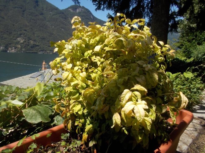 DSCN2532 (FILEminimizer)