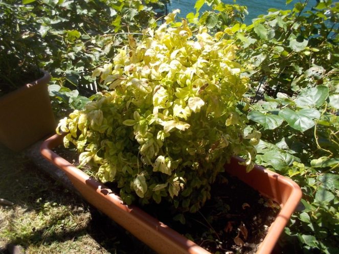 DSCN2535 (FILEminimizer)