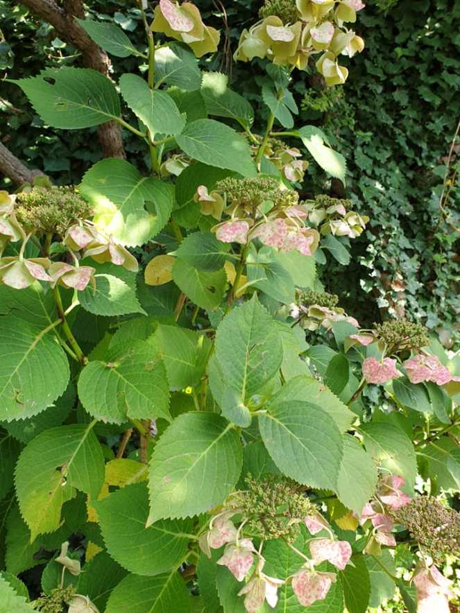 68917717_1091955894526379_8199143536440901632_n