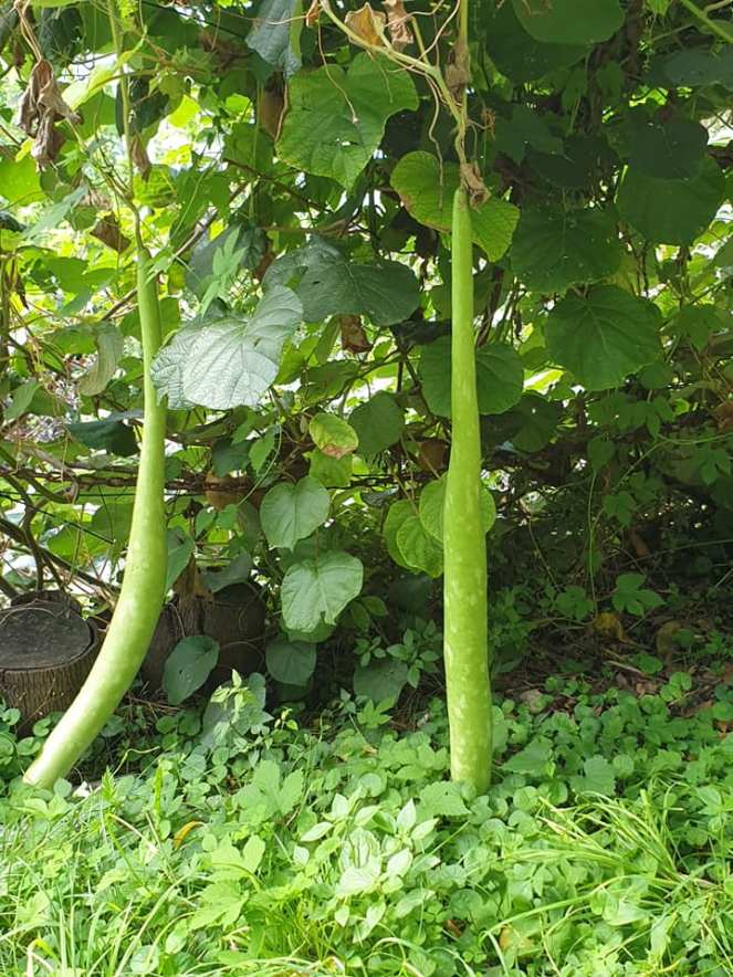 69049780_1091955767859725_1885619010926542848_n