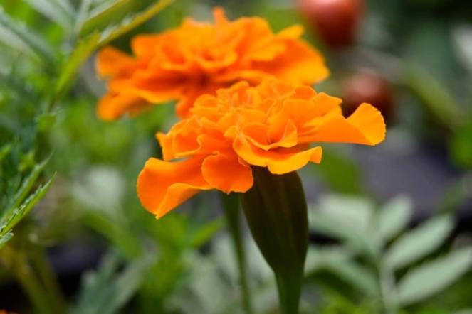 69160425_2657335211188934_3093808893432692736_n