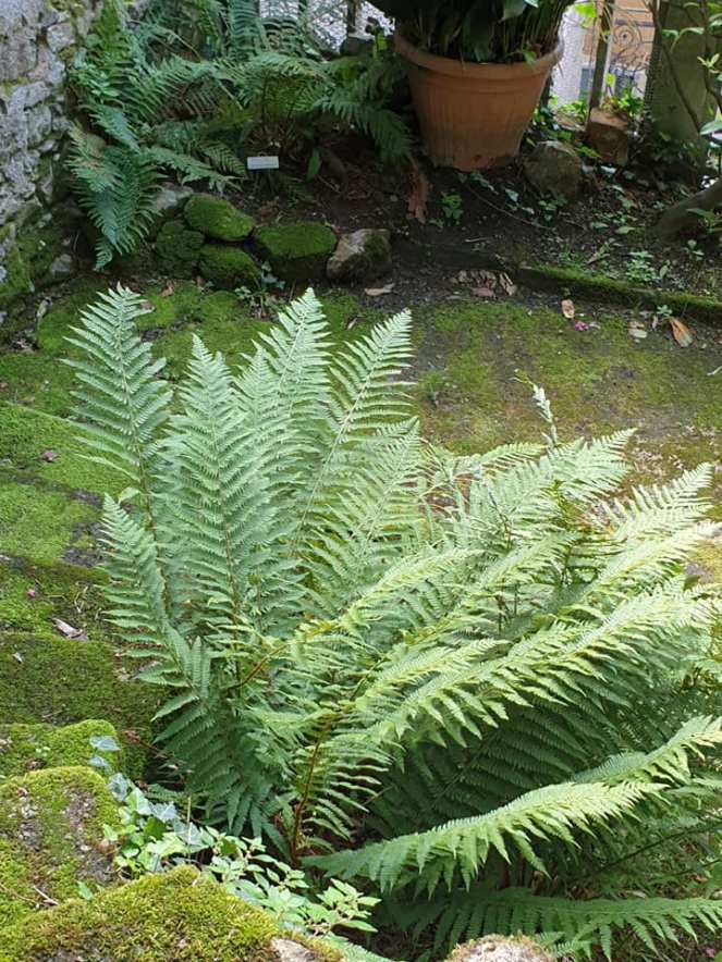 69167695_1091955714526397_5659325513693396992_n