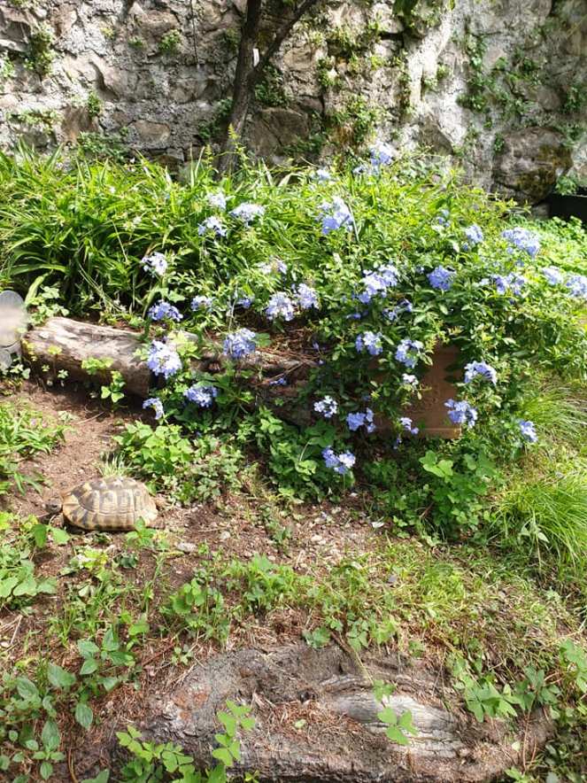 69169774_1091955547859747_7690784232259452928_n (1)