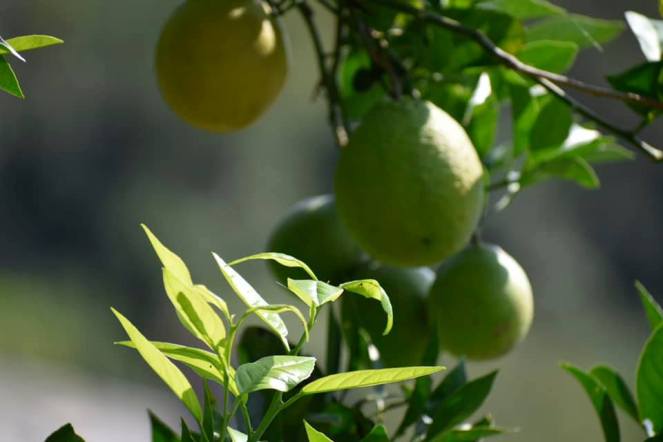 69300624_2657331757855946_3934805967216050176_n (1)