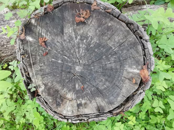 69380148_672977419838774_4261228274895552512_n