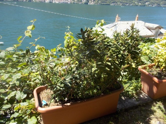 DSCN2534 (FILEminimizer)