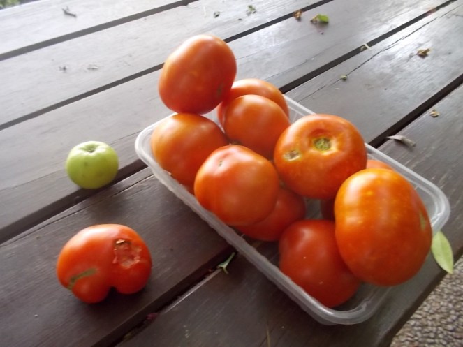 DSCN2538 (FILEminimizer)