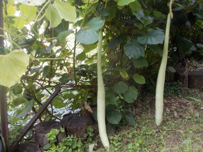 DSCN2540 (FILEminimizer)