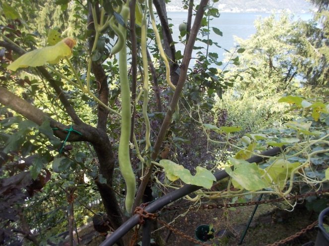 DSCN2541 (FILEminimizer)