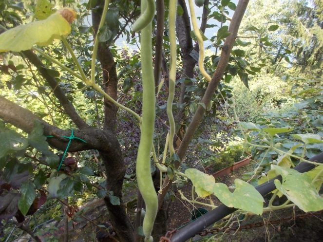 DSCN2542 (FILEminimizer)