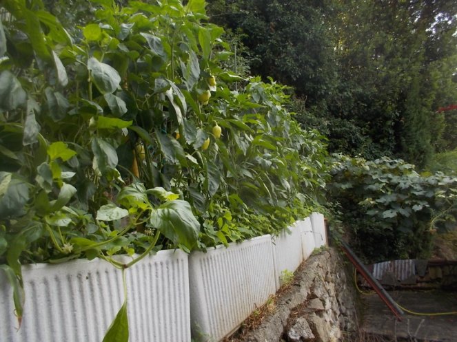 DSCN2543 (FILEminimizer)