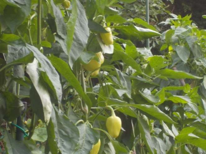 DSCN2545 (FILEminimizer)