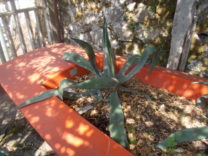 DSCN2550 (FILEminimizer)