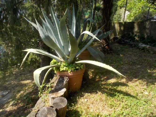 DSCN2552 (FILEminimizer)