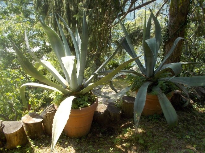 DSCN2553 (FILEminimizer)