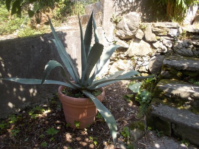 DSCN2555 (FILEminimizer)